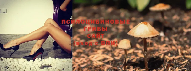 shop наркотические препараты  гидра зеркало  Саров  Псилоцибиновые грибы MAGIC MUSHROOMS 